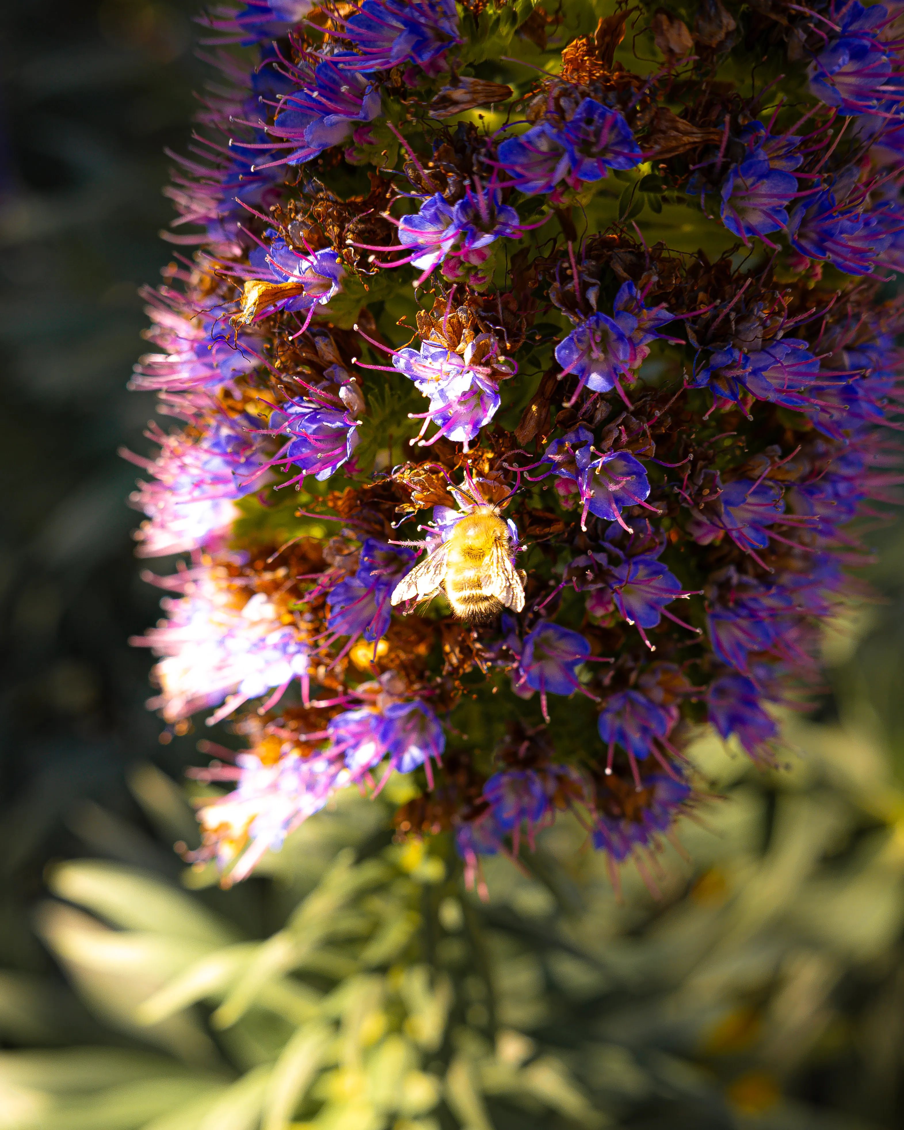Abeille butinant l'échium