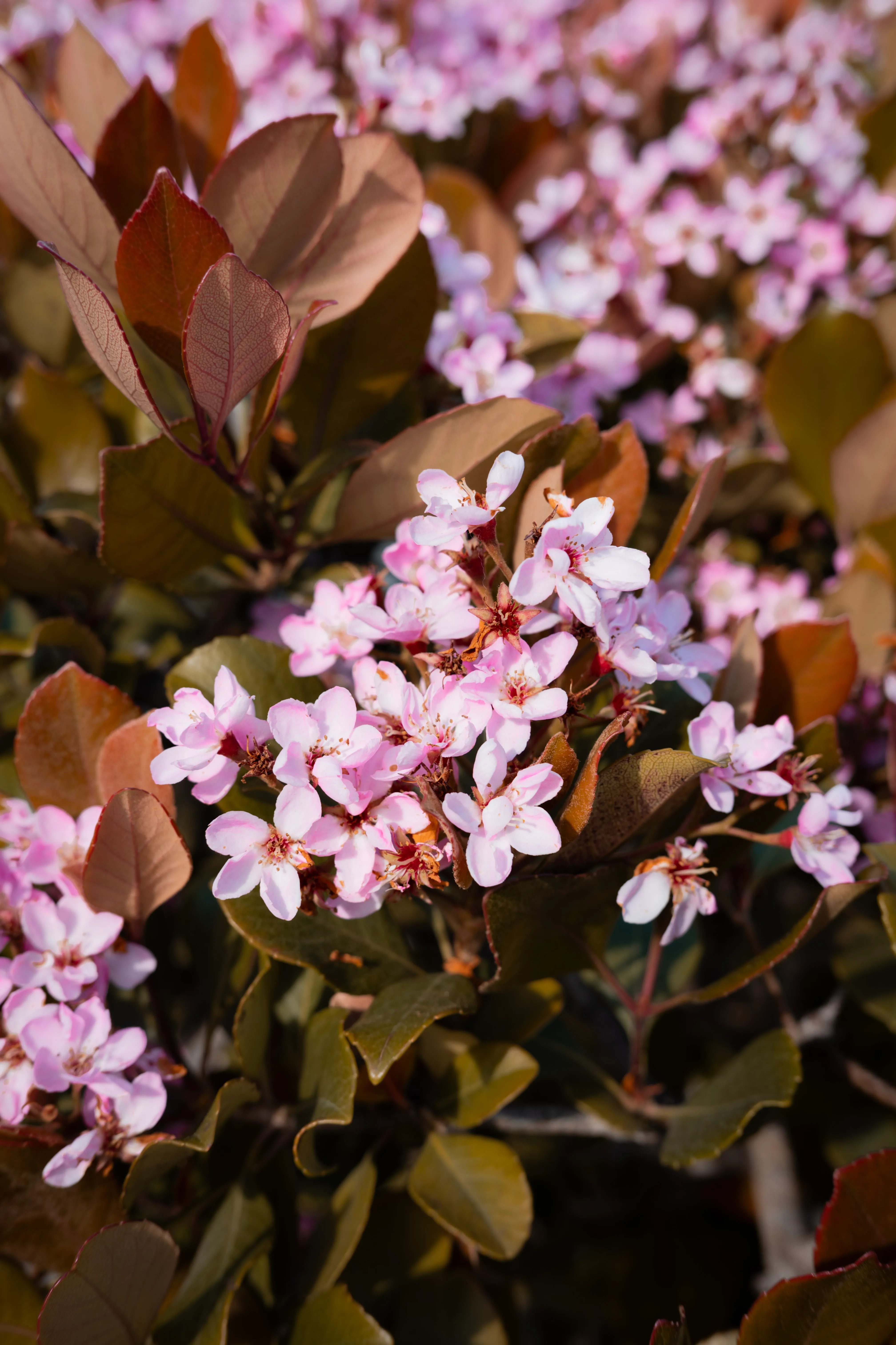 Fleurs de printemps en éclosion
