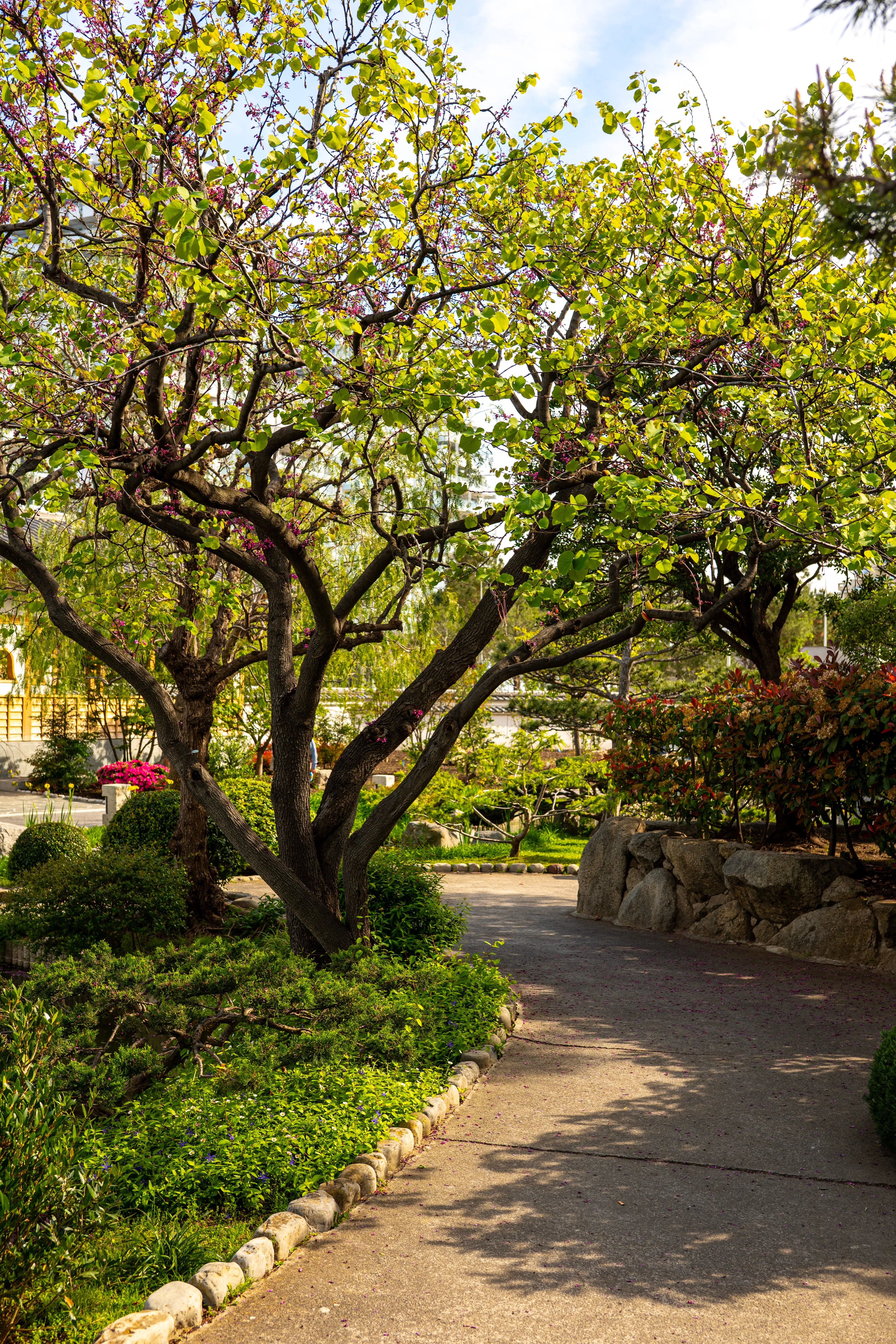 Sentier sous les branches en fleurs