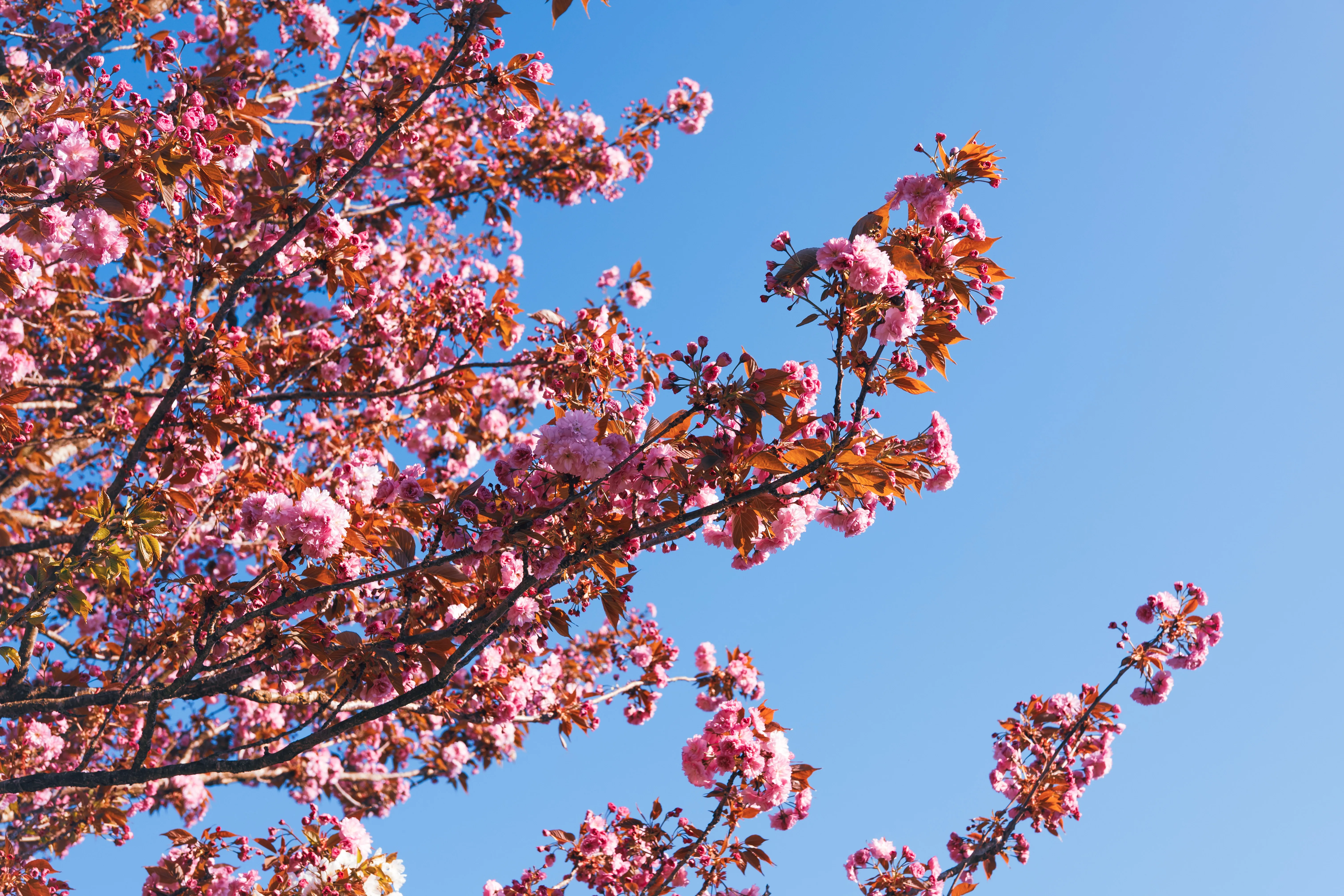Cerisier en fleurs - Marboz