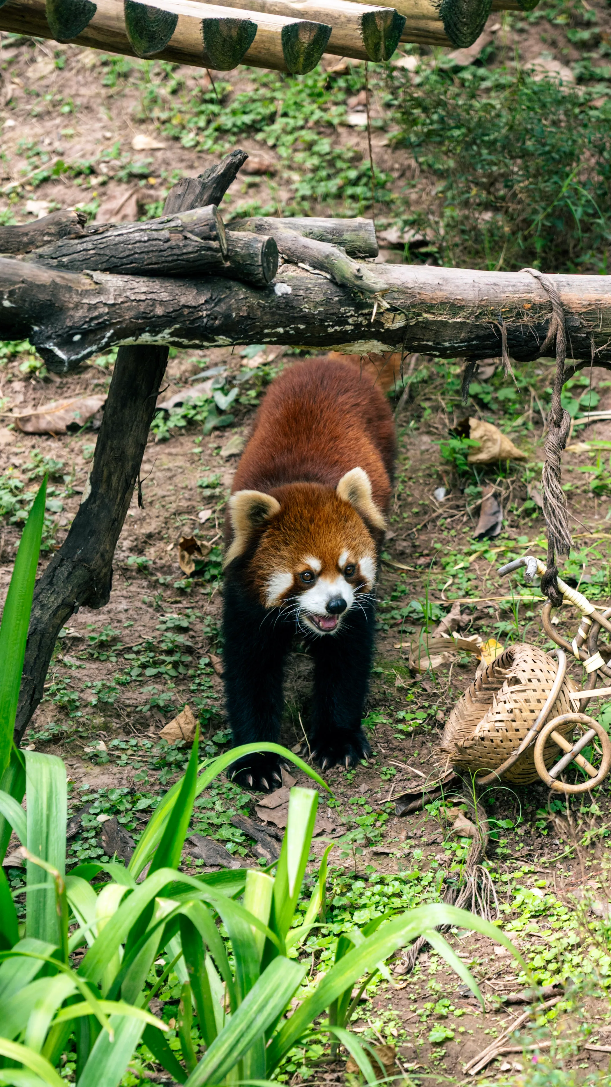 Petit panda roux curieux