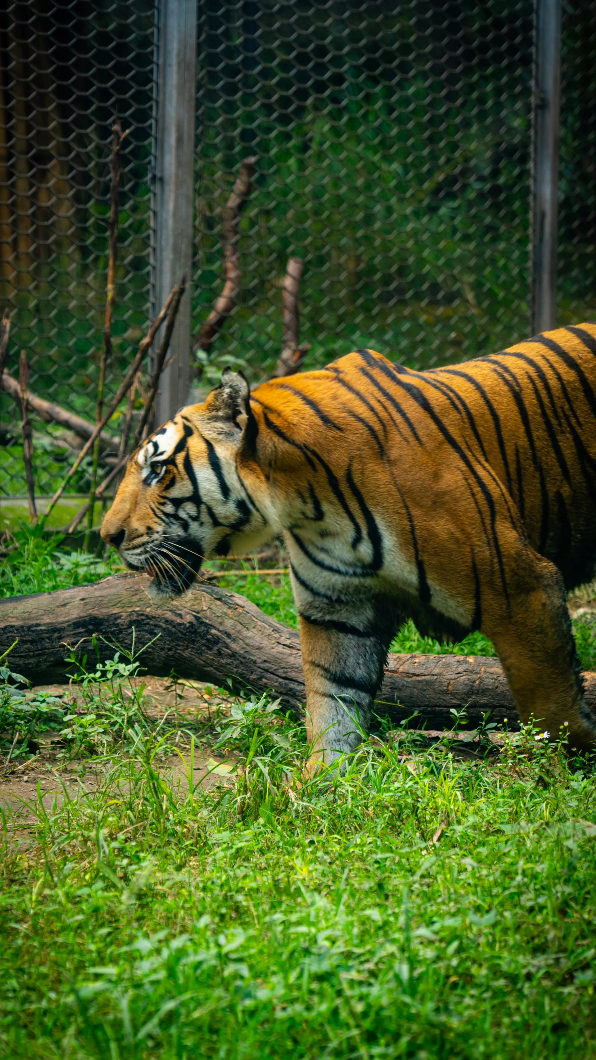 Tigre en pleine marche