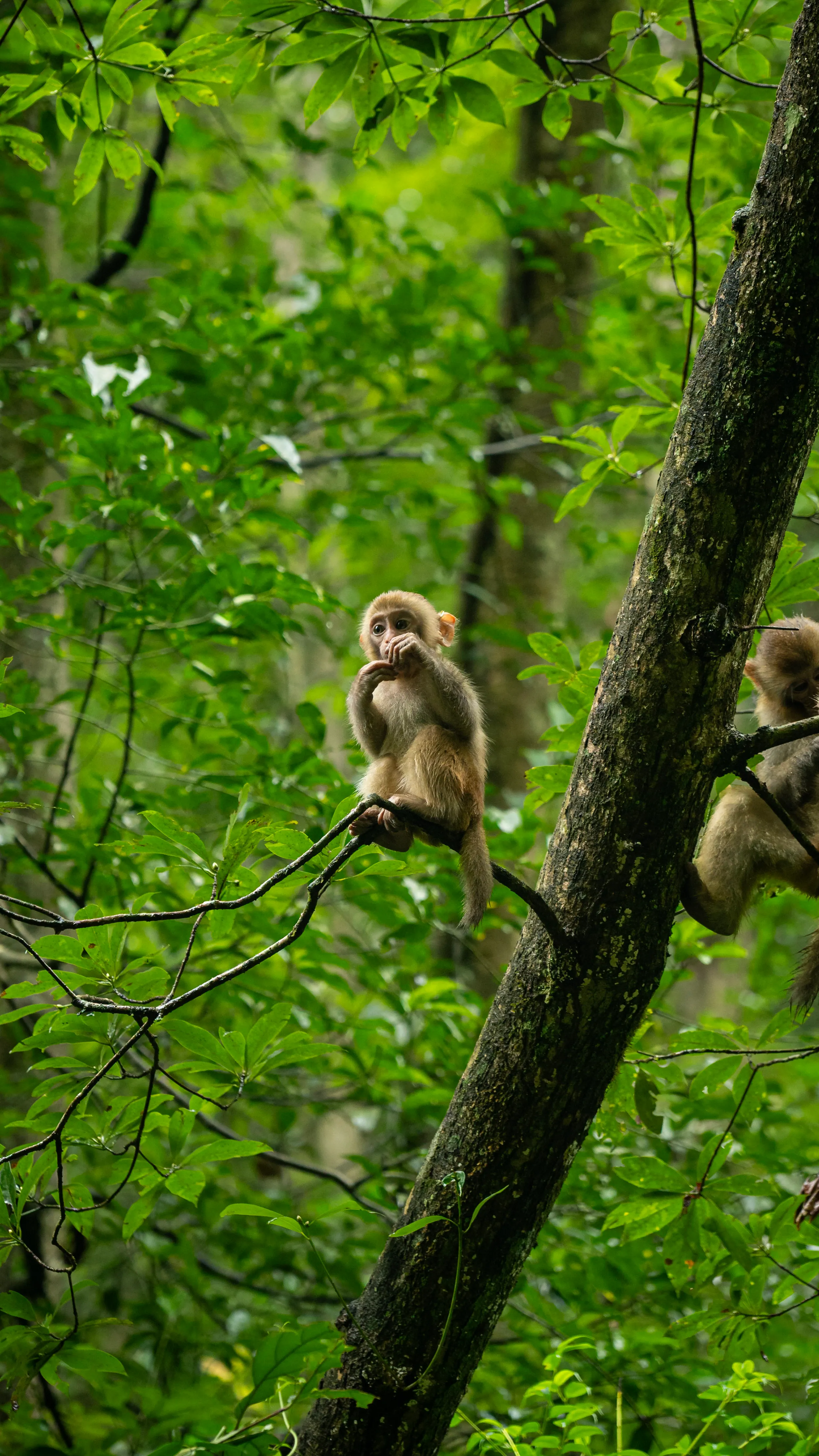 Jeune macaque dans la forêt